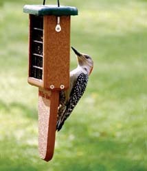 tail prop suet feeder
