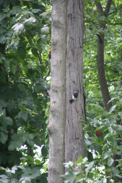 Red-headed woodpeckers adult and 2 juves