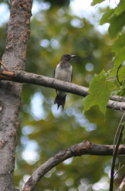 Red-headed Woodpecker Juvenile