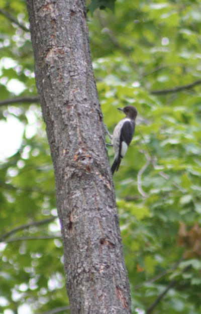 Red-headed Woodpecker Juvenile Side