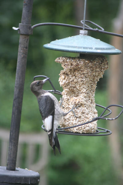 Red-headed Woodpecker Juvenile at Safflower