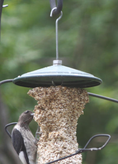 Red-headed Woodpecker Juvenile Eating Safflower