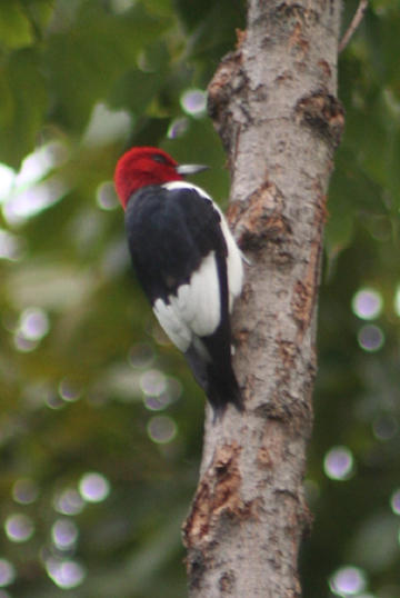 red headed woodpecker adult