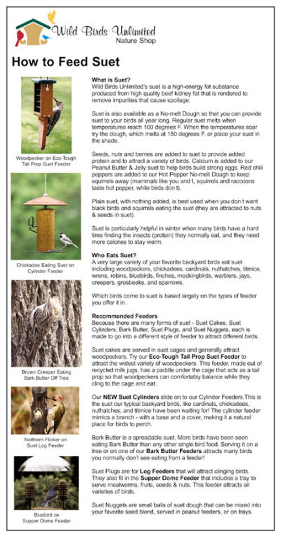 How to Feed Suet