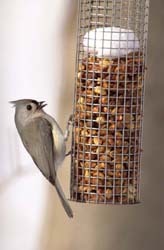 Peanut Feeder