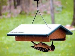 Upside-down Suet Feeder