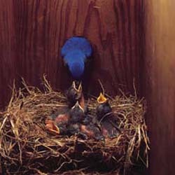 Bluebird Nest