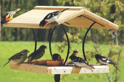 best bird food for starlings