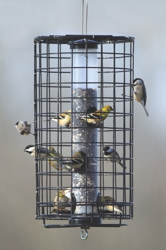 Caged Tube Feeder