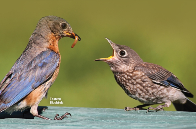 Bluebird Feeding Babe