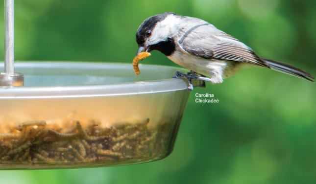 feeding dried mealworms to wild birds