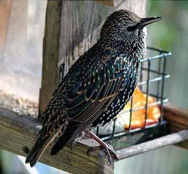 Invasive European Starling