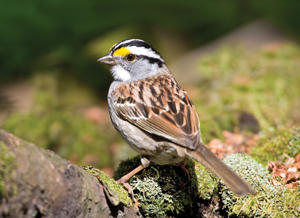 White-throated Sparrow